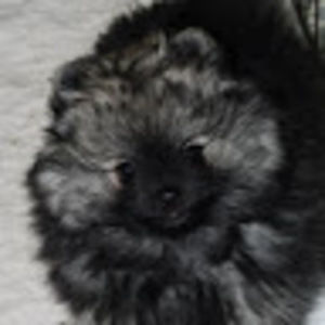 Meet your Posher, Angie